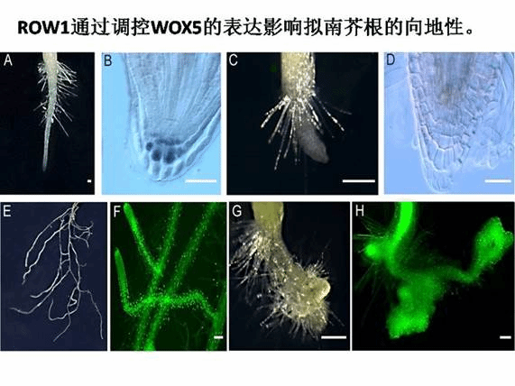 http:/Public/js/cn/kindeditor/attached/image/20160115/20160115022922_56848.jpg